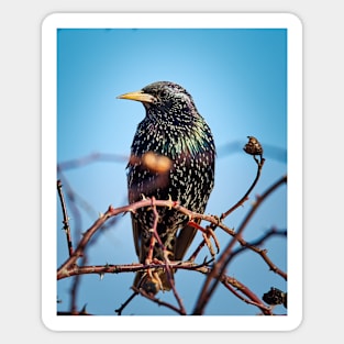 Common starling Sticker